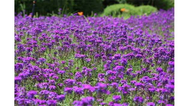 標(biāo)題：烏蘭木倫河景觀項(xiàng)目
瀏覽次數(shù)：18538
發(fā)表時間：2020-10-17